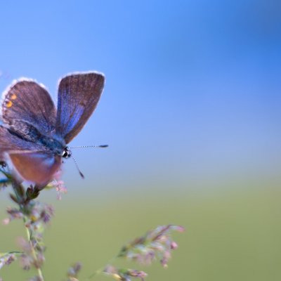 Polyommatus icarus (modrásek jehlicový), PR Liščí vrch