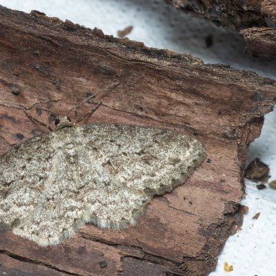 Ectropis crepuscularia (různorožec orlíčkový), Nebovidy