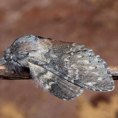 Stauropus fagi (hranostajník bukový), Devět křížů