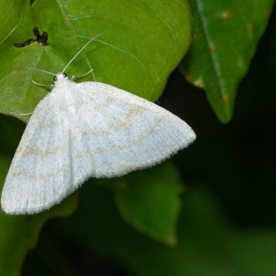 Cabera exanthemata (světlokřídlec osikový), Augšperský potok