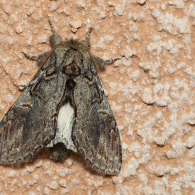 Peridea anceps (hřbetozubec plachý), IT, Kuens, Jižní Tyrolsko