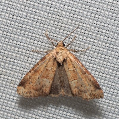 Photedes minima (travařka nejmenší), NPR Radostínské rašeliniště