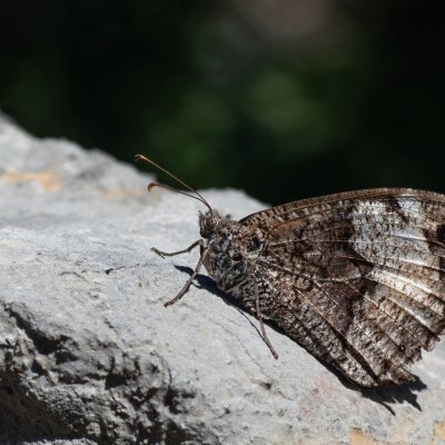 Hipparchia fagi (okáč medyňkový), HR, Jablanac