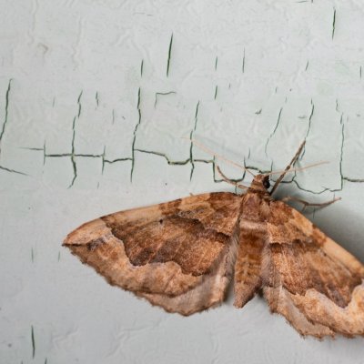 Pelurga comitata (píďalka mochnová), SK, Štôla