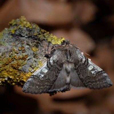 Achlya flavicornis (můřice jarní), Hády - odkaliště