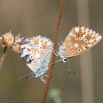Polyommatus coridon (modrásek vikvicový), PR Kamenný vrch