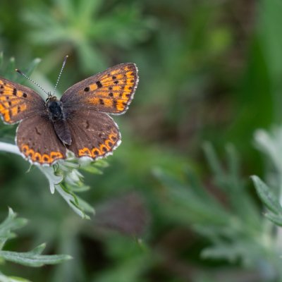 Lycaena tityrus (ohniváček černoskvrnný), PR Biskoupský kopec