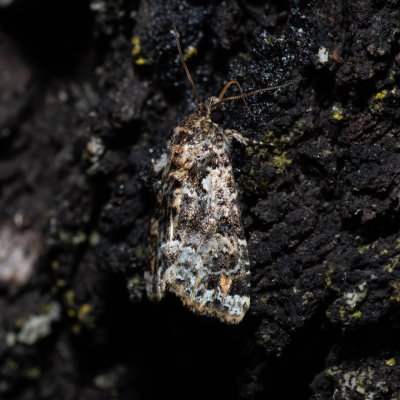 Callopistria latreillei (-), HR, Jablanac