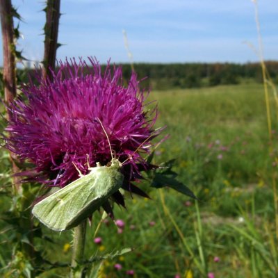 Calamia tridens (travařka zelená), NPR Mohelenská hadcová step