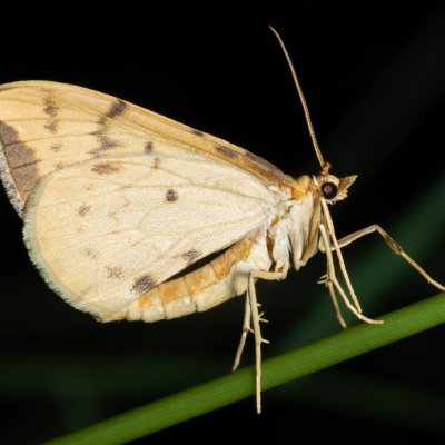 Eulithis pyraliata (píďalka mařinková), PR Kamenný vrch