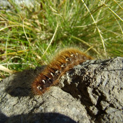 Lasiocampa quercus (bourovec dubový), SK, Roháče