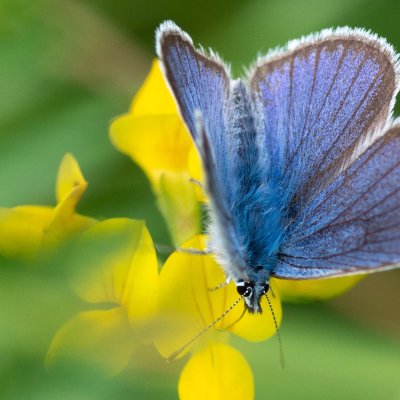 Cyaniris semiargus (modrásek lesní), SK, Štôla