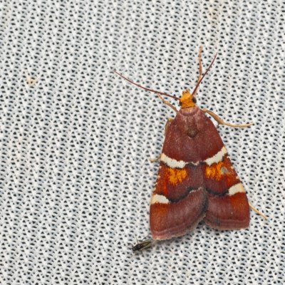 Pyralis regalis (zavíječ nádherný), NPR Mohelenská hadcová step