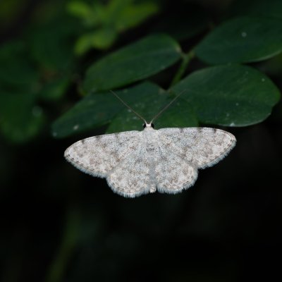 Scopula confinaria (-), HR, Jablanac