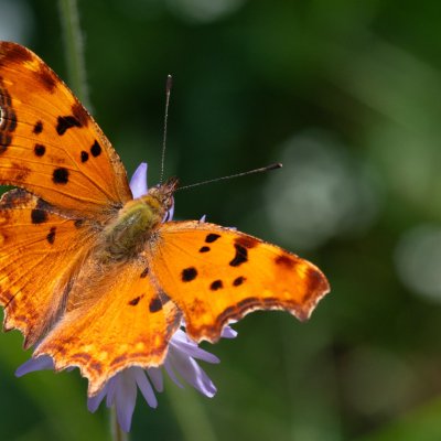 Polygonia egea (babočka drnavcová), GR, Giannades, Korfu