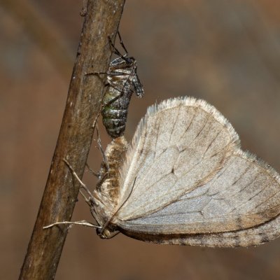 Operophtera brumata (píďalka podzimní), Žebětín