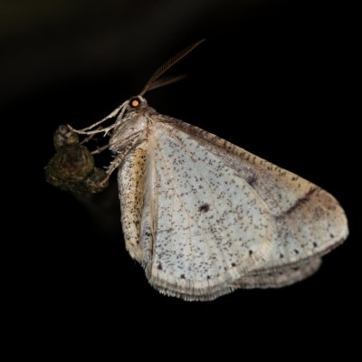 Agriopis marginaria (tmavoskvrnáč habrový), Žebětín