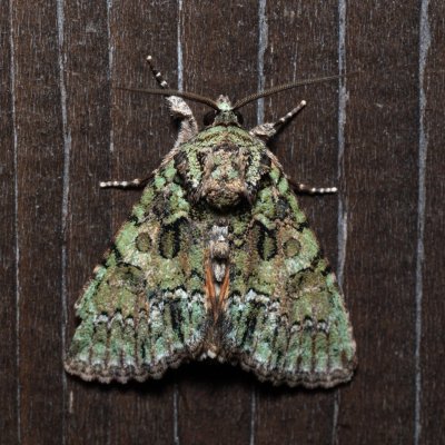 Polyphaenis sericata (blýskavka žlutokřídlá), HR, Krasno