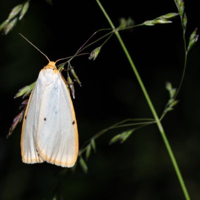 Cybosia mesomella (lišejníkovec bělavý), Žebětín