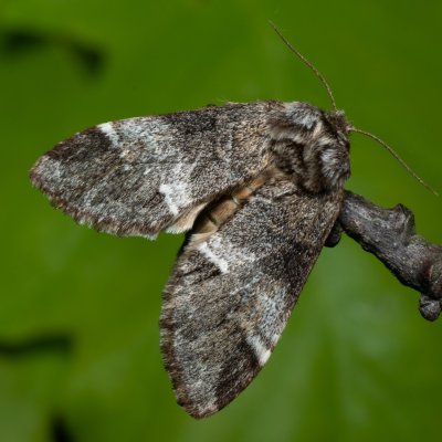 Drymonia dodonaea (hřbetozubec hnědý), PR Bosonožský hájek