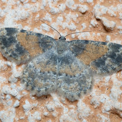 Charissa variegata (-), IT, Kuens, Jižní Tyrolsko