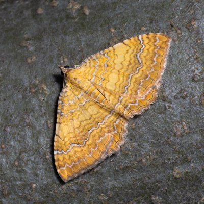 Camptogramma bilineatum (píďalka kopřivová), Devět křížů