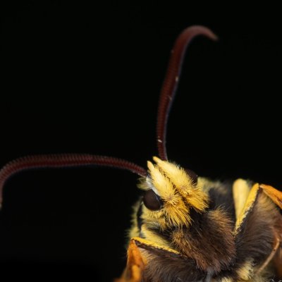 Sesia apiformis (nesytka sršňová), PR Černovický hájek