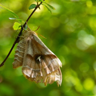 Aglia tau (martináč bukový), SK, Strečno