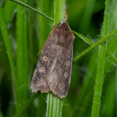 Cerastis leucographa (osenice jívová), Žebětín