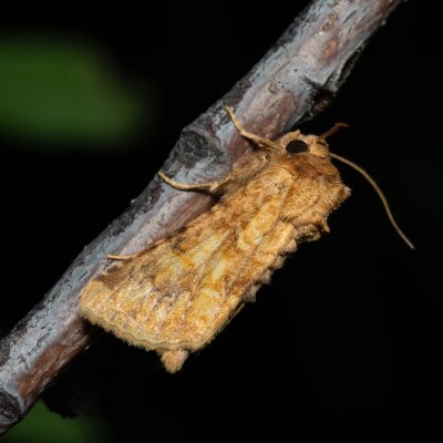 Conisania luteago (můra žlutavá), HR, Jablanac