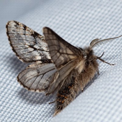 Lycia pomonaria (drsnokřídlec ovocný), Ždánický les