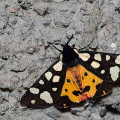 Arctia villica (přástevník špenátový), HR, Jablanac