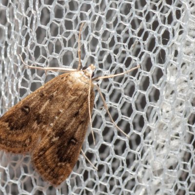 Parapoynx stratiotata (vílenka řezanová), NPR Slanisko u Nesytu