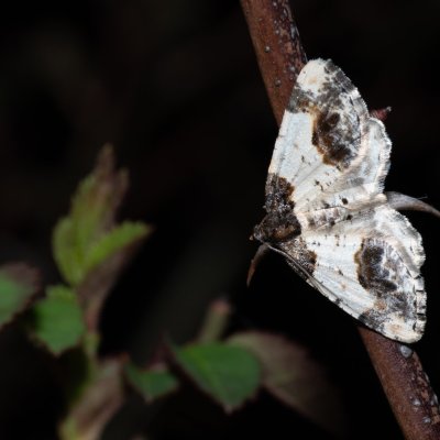 Ligdia adustata (skvrnopásník brslenový), PP Kavky