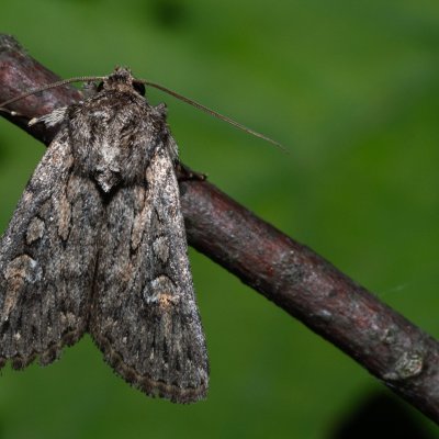 Dichagyris forcipula (osenice šedokřídlá), PR Svatý kopeček