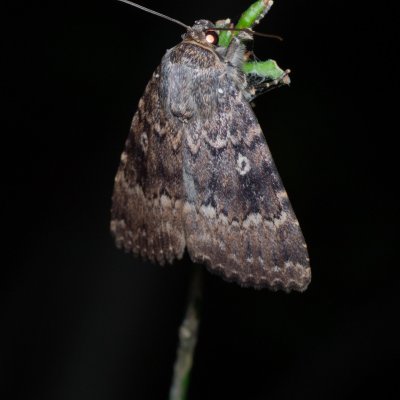 Amphipyra pyramidea (blýskavka ořešáková), Žebětín