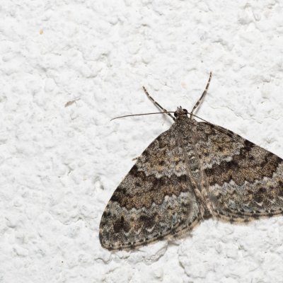 Entephria caesiata (píďalka horská), IT, Pfelders - Plan, Jižní Tyrolsko