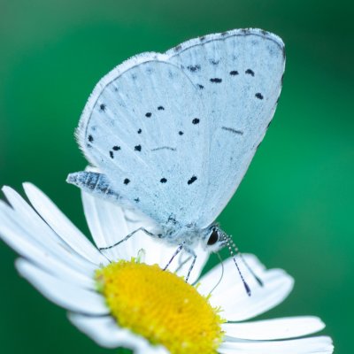 Celastrina argiolus (modrásek krušinový), Holasice