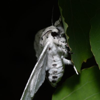 Cerura erminea (hranostajník bílý), Hády