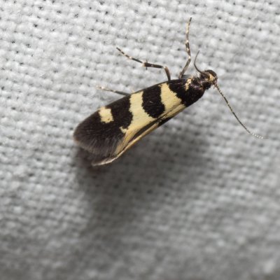 Denisia augustella (-), Hády