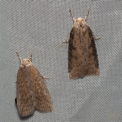 Chilodes maritima (rákosnice proměnlivá), Hrabětice