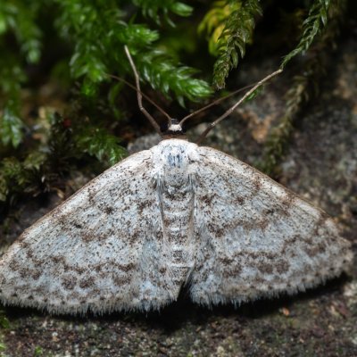 Scopula marginepunctata (vlnopásník tečkovaný), Kateřinská jeskyně