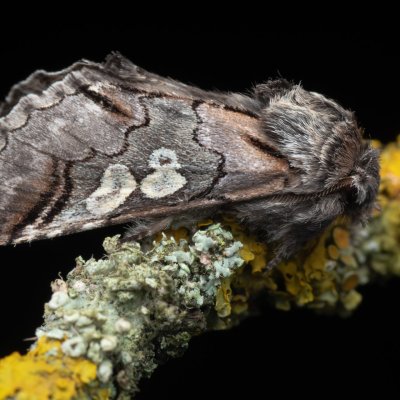 Diloba caeruleocephala (modrohlávek ovocný), Hády - odkaliště