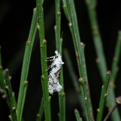Ypsolopha asperella (člunkovec bělavý), PP Zlobice