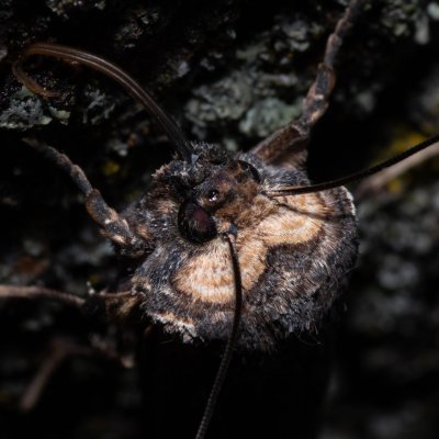 Xylena exsoleta (dřevobarvec bodlákový), PR Kamenný vrch