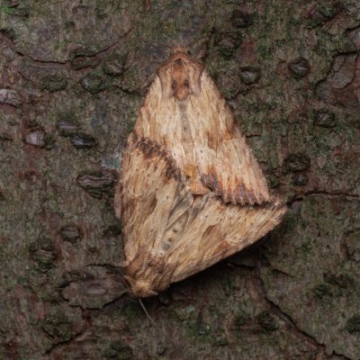 Apamea crenata (šedavka lemovaná), PP Prameniště Pohořského potoka