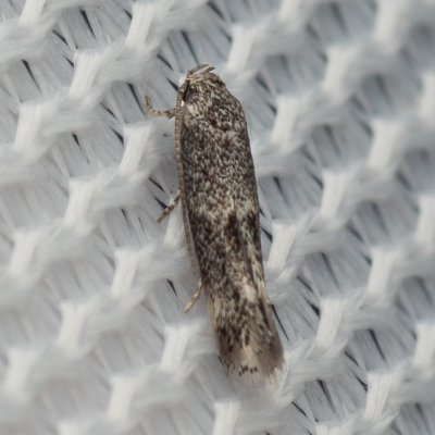 Elachista sp., PR Pavlovské mokřady