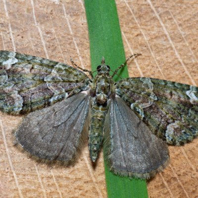 Chloroclysta siterata (píďalka lípová), PP Bobrava