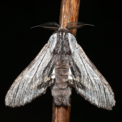 Harpyia milhauseri (hřbetozubec Milhauserův), PP Střelický les