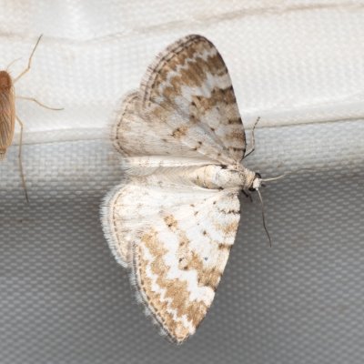 Perizoma albulata (píďalka kokrhelová), PP Prameniště Pohořského potoka